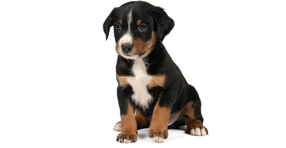 Appenzeller Mountain Sennen Dog puppy