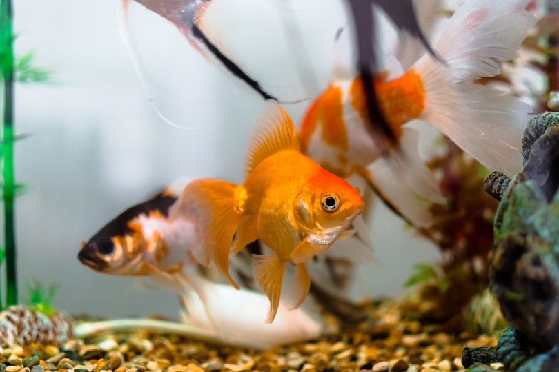 Aquarium with goldfish
