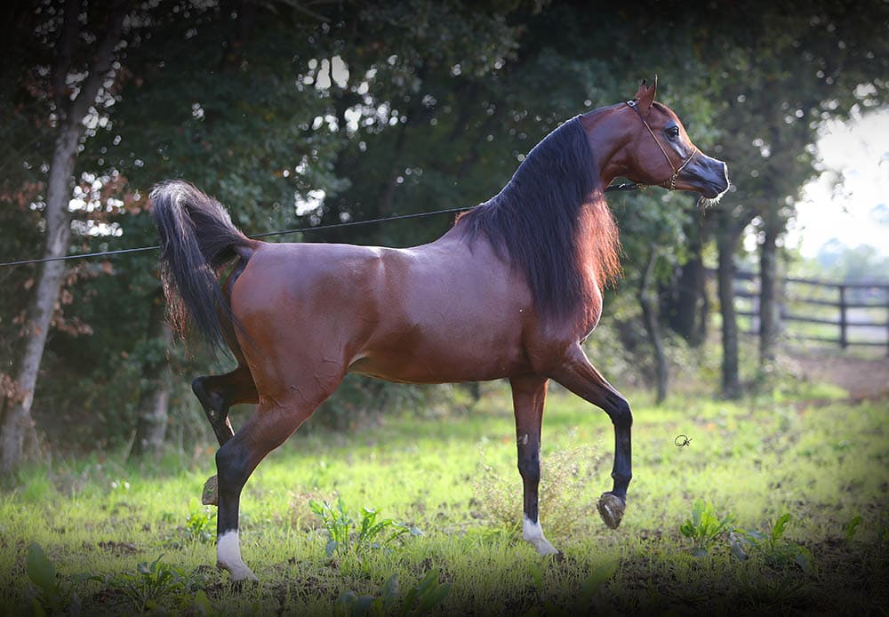 Arabian horse in the farm
