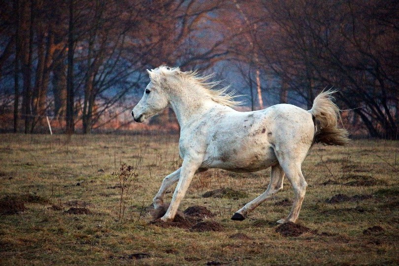 Arabian horse