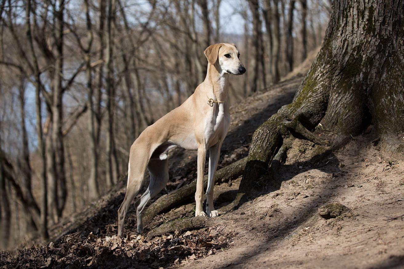 Arabic Greyhound
