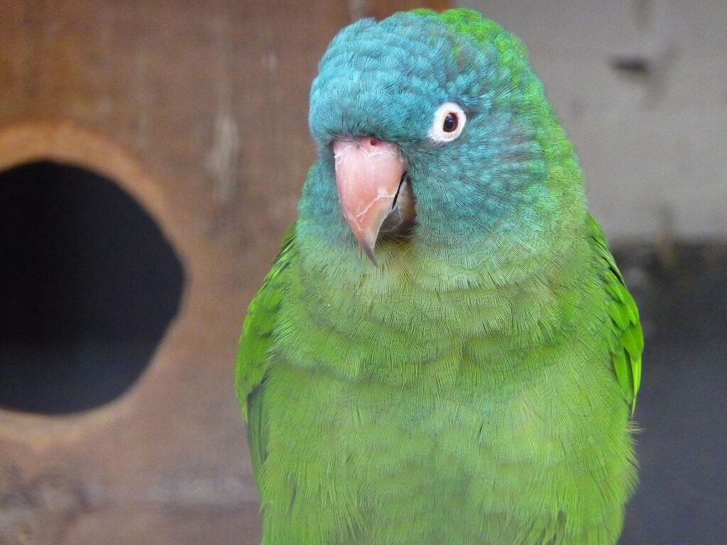 Blue Crown conure