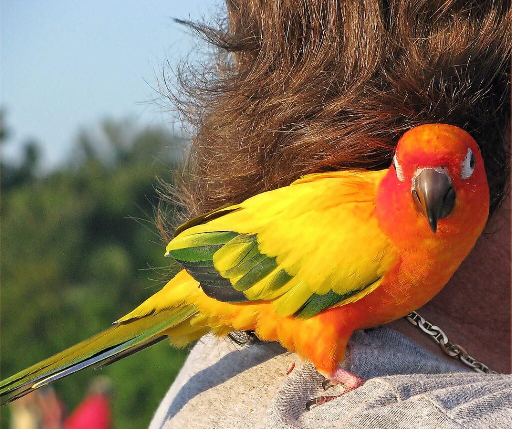 Aratinga solstitialis -pet on shoulder-8a