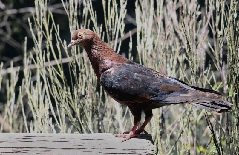Archangel Pigeon outdoors