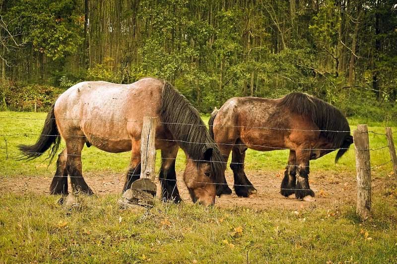 Ardennes Horse grazing