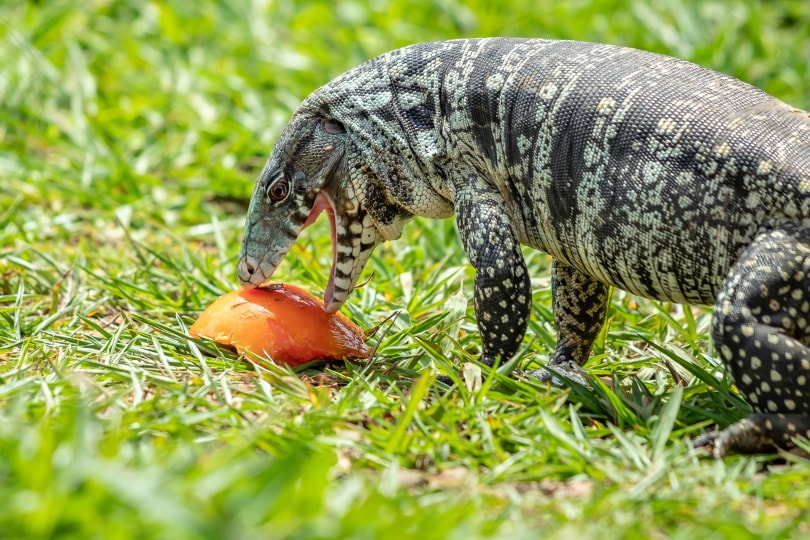 Argentine black and white tegu eating