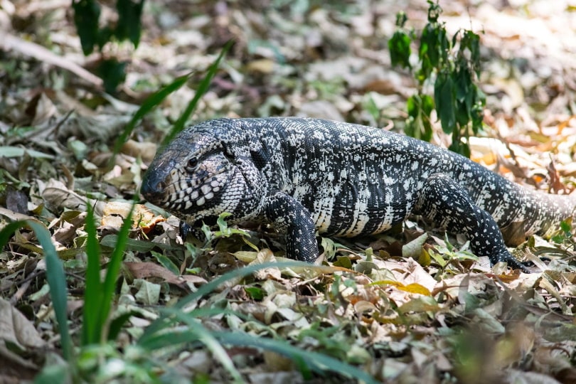 Argentine black and white tegu in the wild