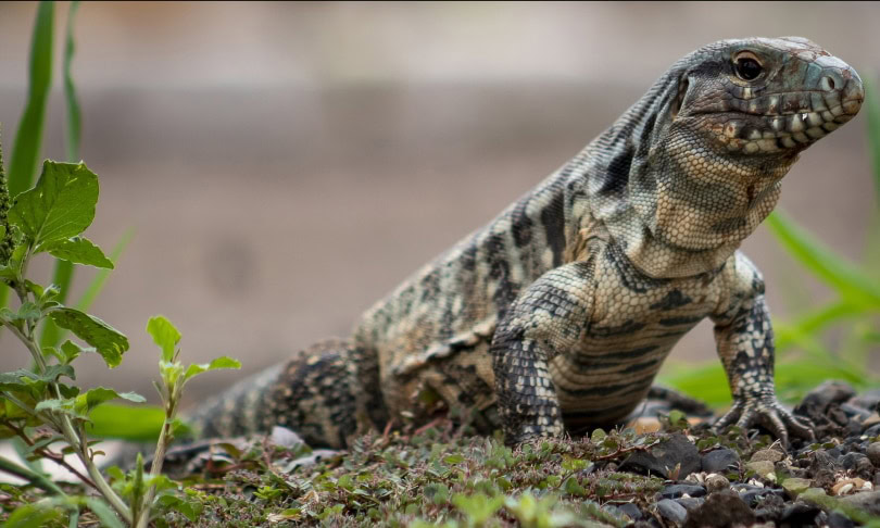 Argentine black and white tegu