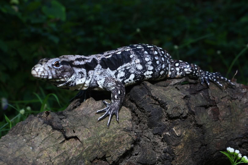 Argentine black and white tegu