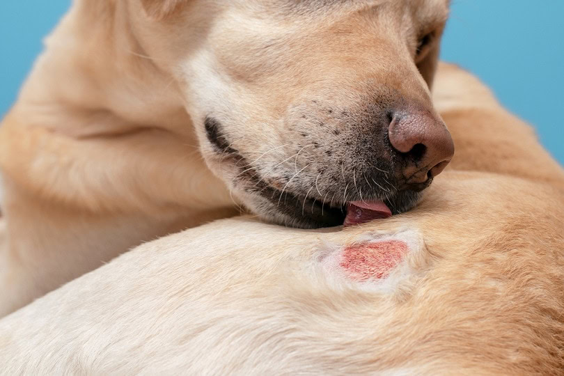 Atopic-dermatitis-in-a-labrador-dog_fetrinka_shutterstock