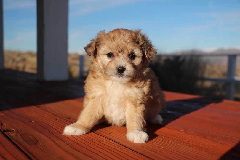 Aussiedoodle puppy
