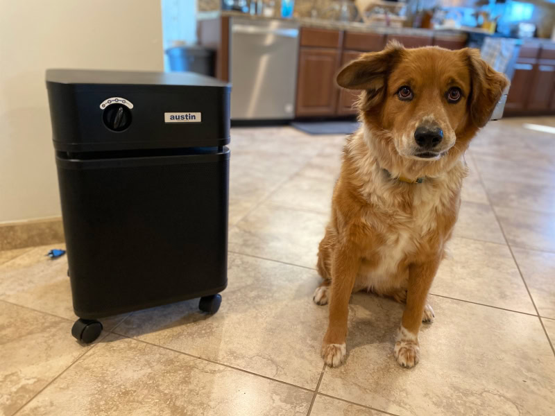 Austin HealthMate Air Purifier - halle sitting in the kitchen with the product