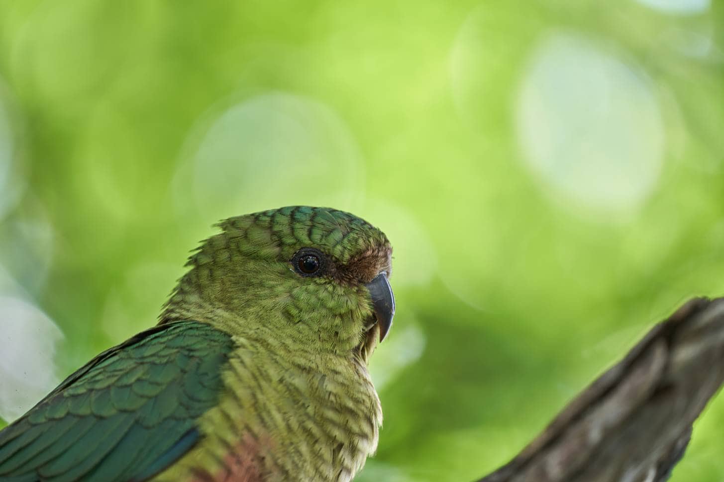Austral Conure