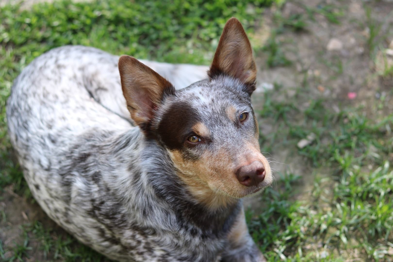 Australian Cattle Dog Merle Choco