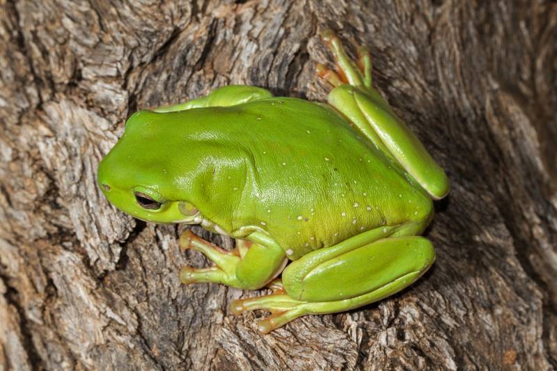 Australian Green Tree Frog on log