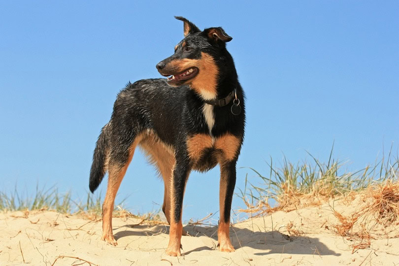 Australian Kelpie dog at the beach