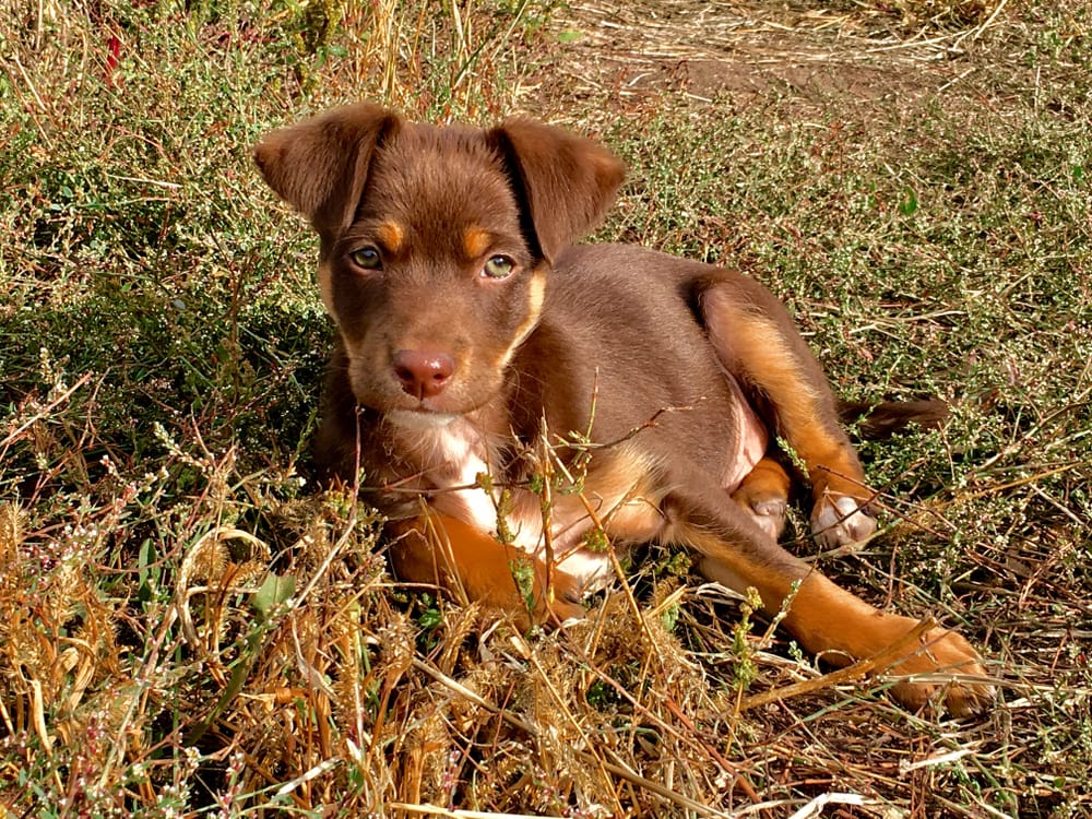 Australian Kelpie puppy. Brown puppy.