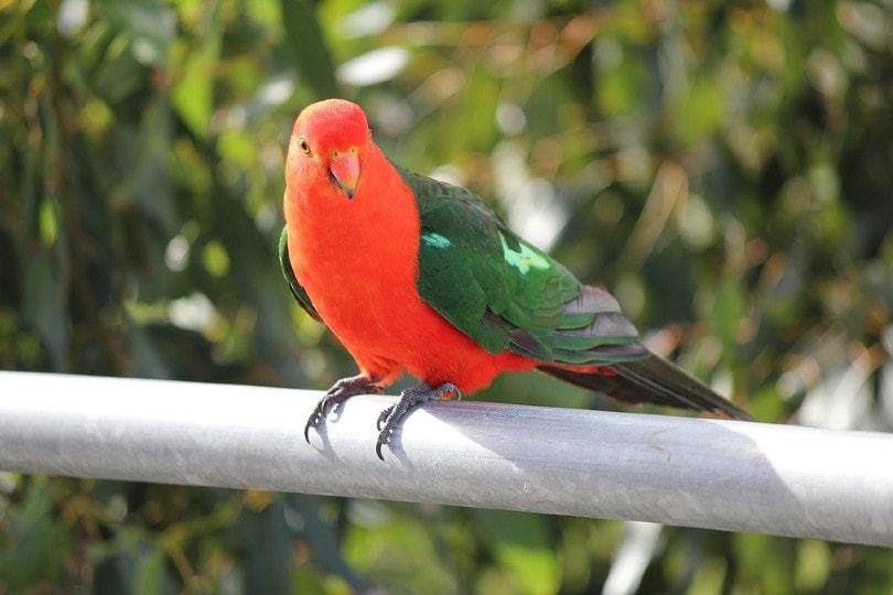 Australian King Parrot