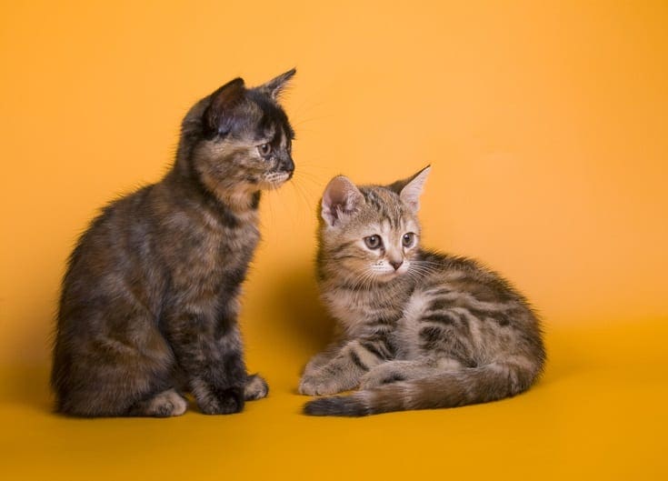 Australian Mist kittens