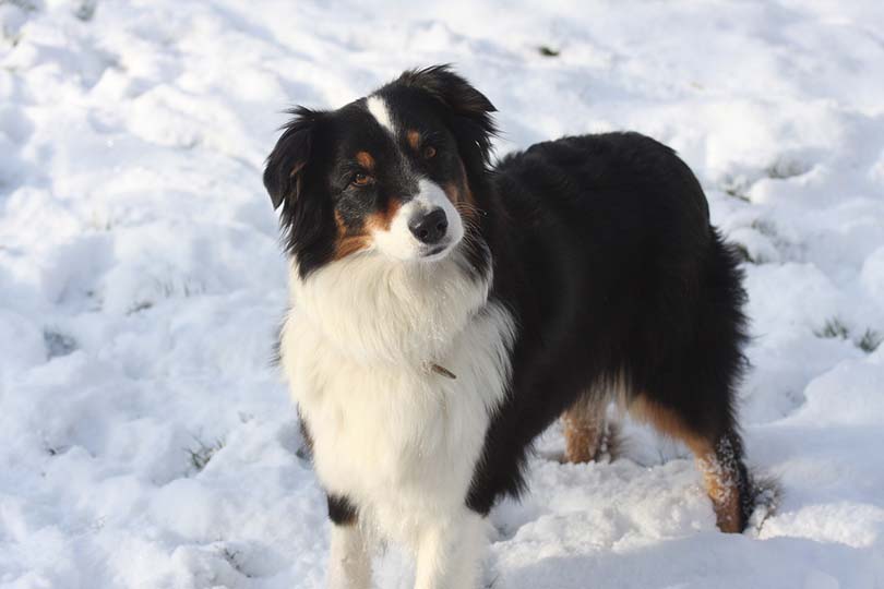 Australian Shepherd