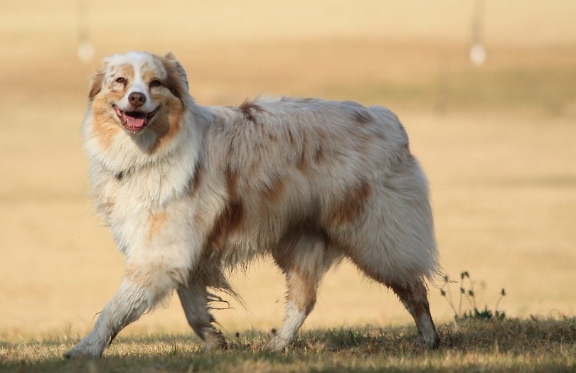 Australian Shepherd Dog