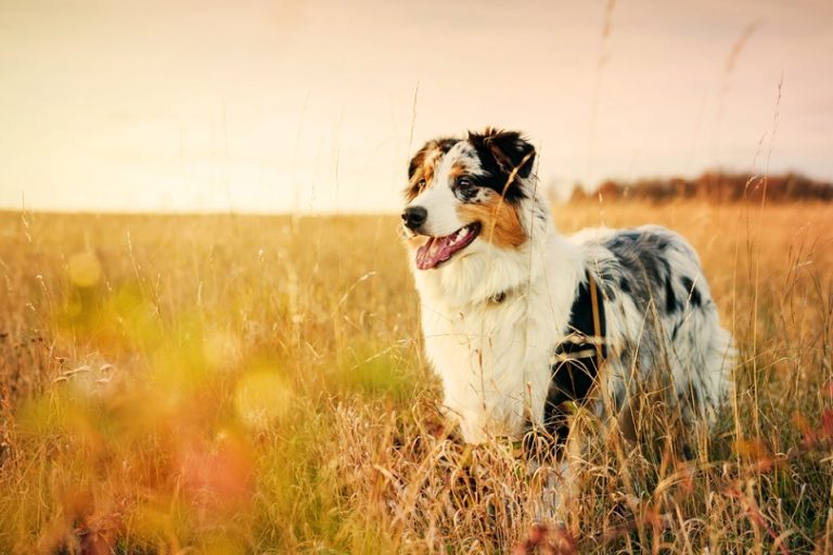 Australian Shepherd_shutterstock_Jan Havlicek