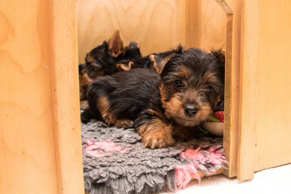 Australian Silky Terrier puppies