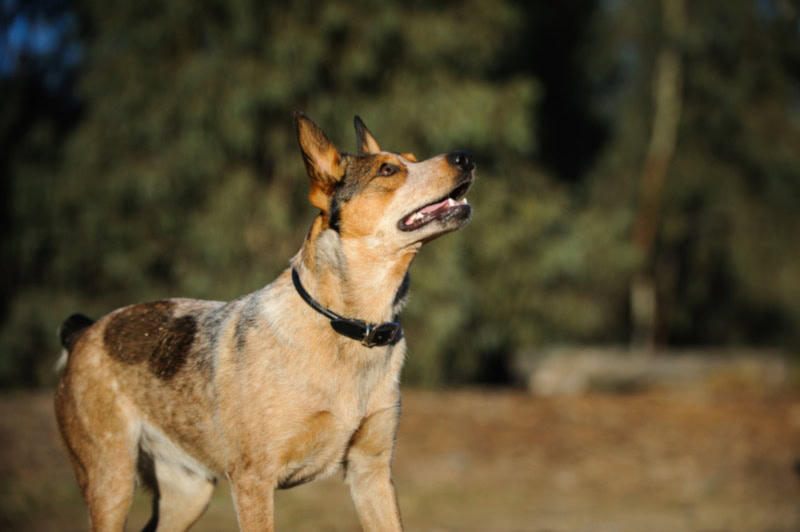 Australian Stumpy Tail Cattle Dog in the yard