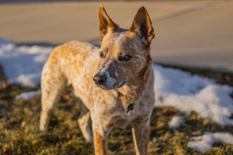 Australian Stumpy Tail Cattle Dog on ground with melting snow