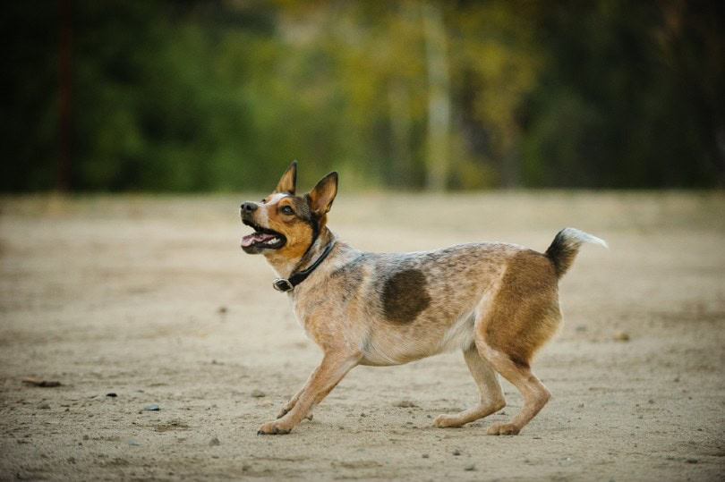 Australian Stumpy Tail Cattle Dog