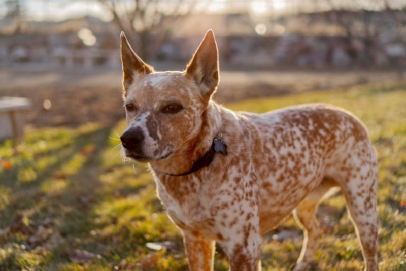 Australian Stumpy Tail Cattle Dog