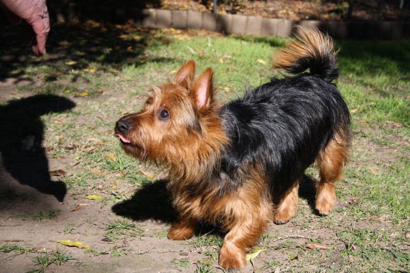 Australian Terrier dog reaches for its owner