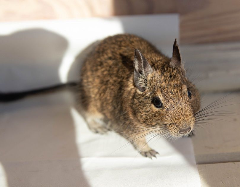 Australian degu_Victor Parhimchik_shutterstock