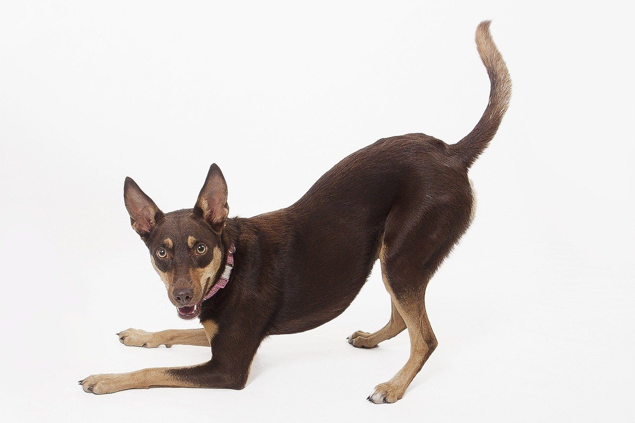 Australian kelpie