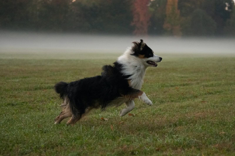 Australian shepherd running in the grass