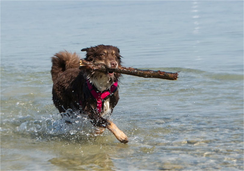 Australian shephered training