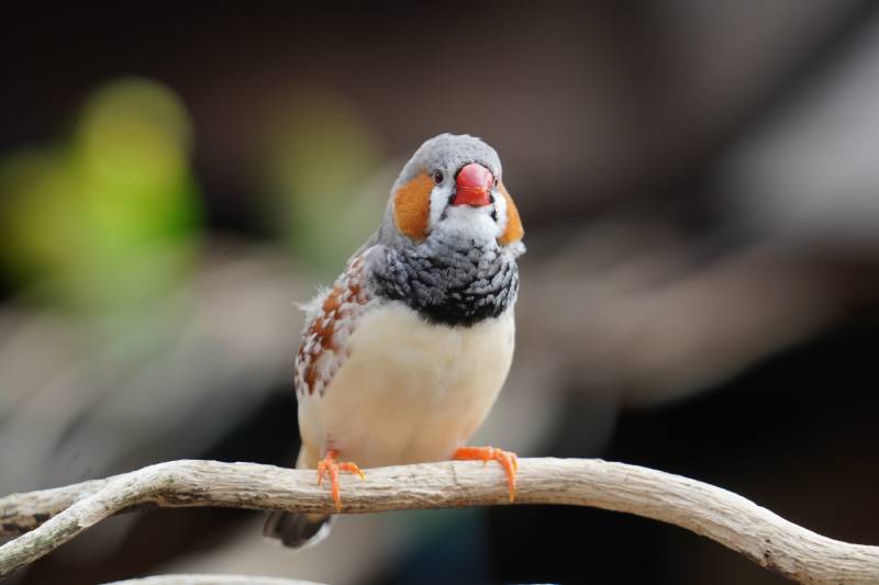 Australian zebra finch in the sun
