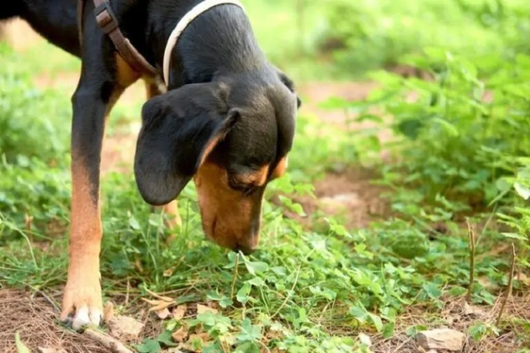 A closer look at Why Dogs Eat Grass And Develop Stomach Problems
