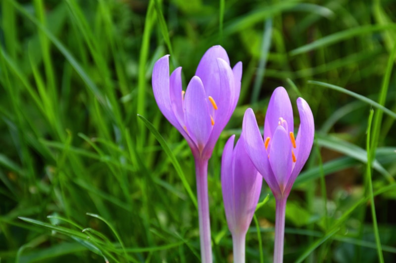 Autumn crocus in the garden