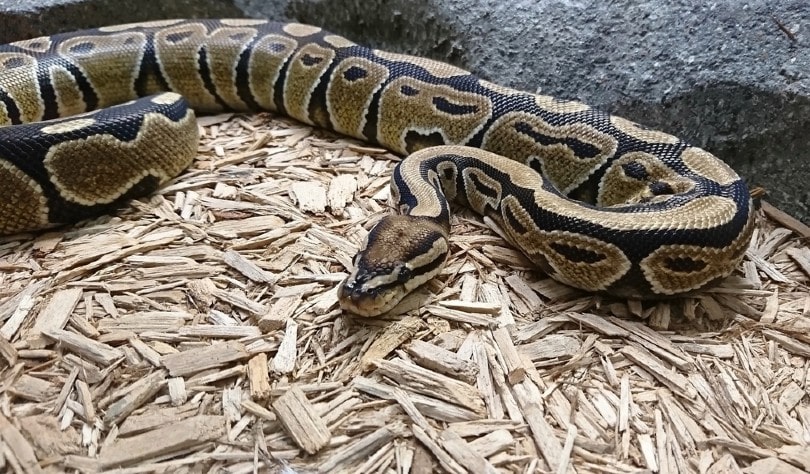 Ball Python Morph