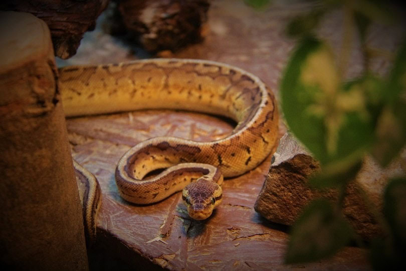 Axanthic Ball Python crawling
