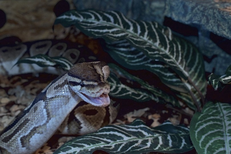 Axanthic Ball Python in leaves