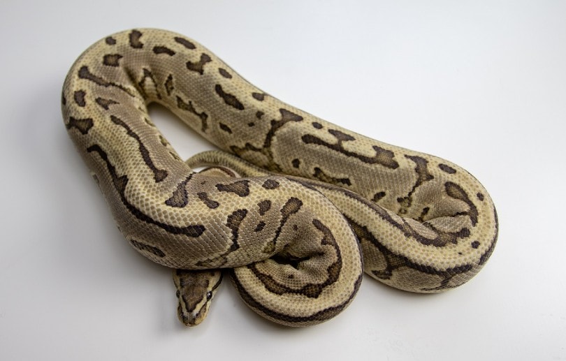 Ghost Ball Python