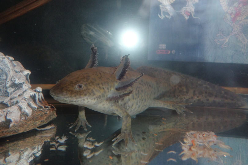 Axolotl feeding_Piqsels