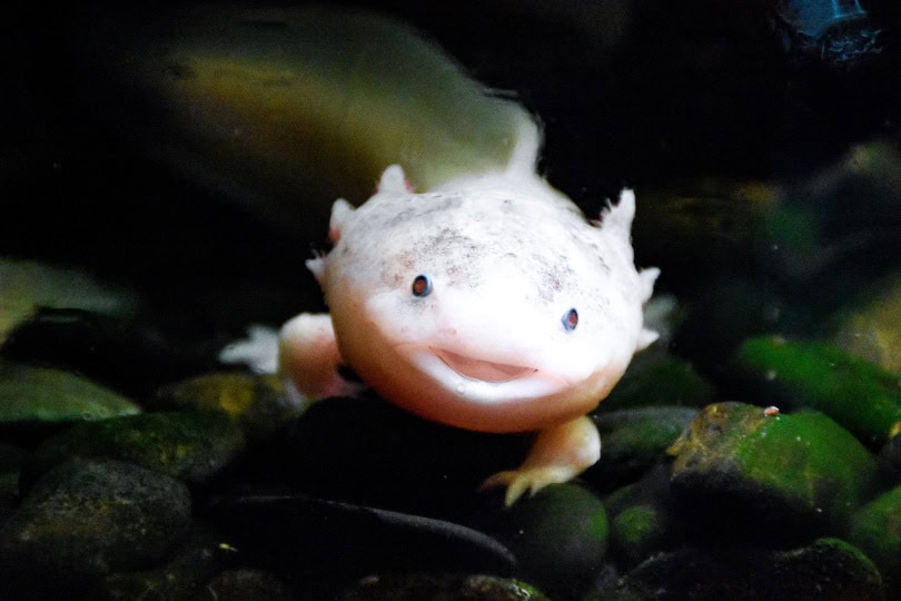 Axolotl_Piqsels