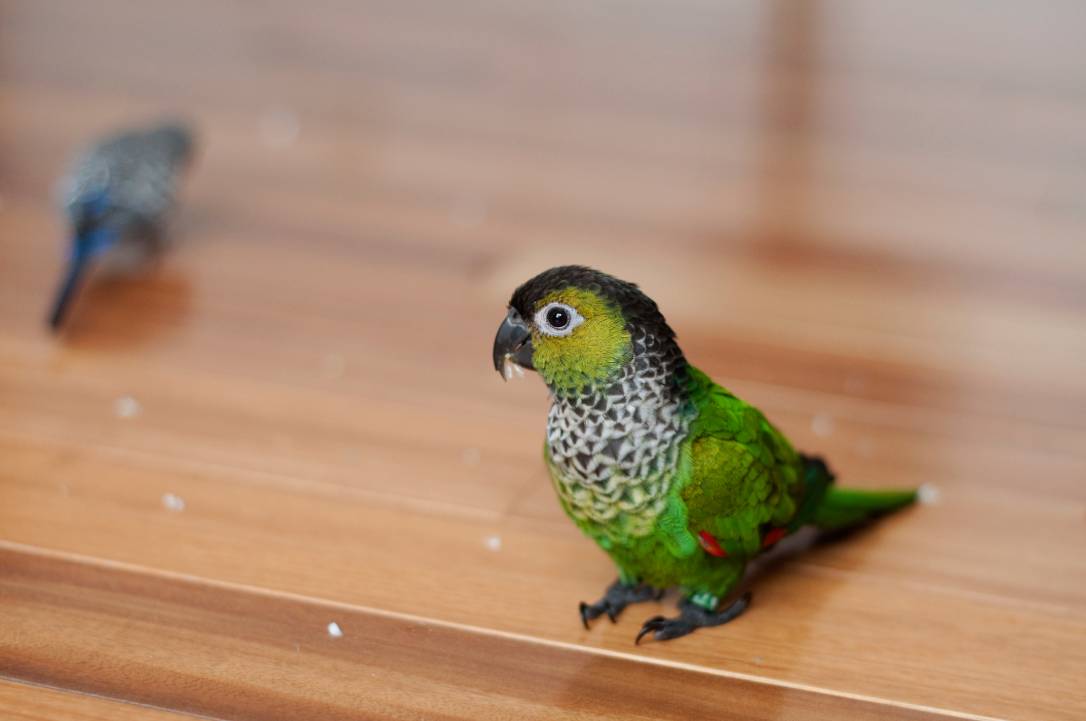 Baby Black Conure on Table