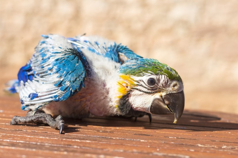 Baby Macaw Newborn