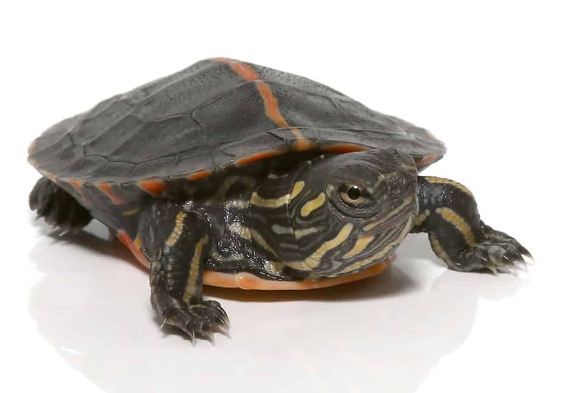 Baby Southern Painted Turtle