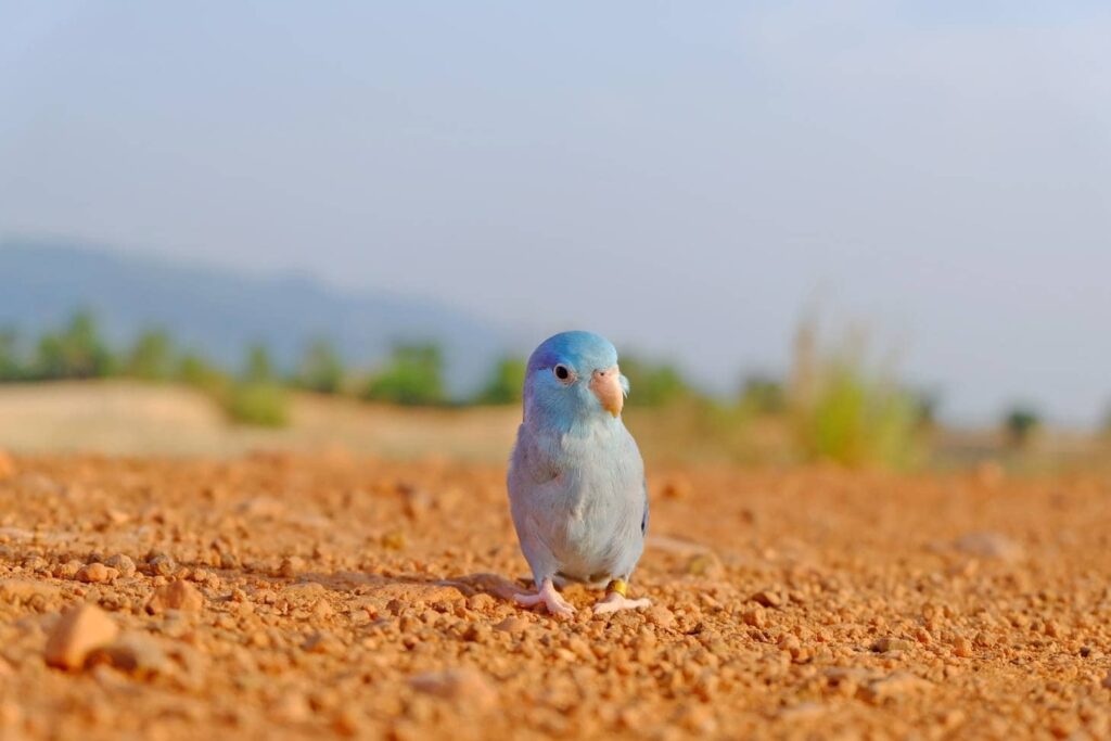 Baby blue parrotlet_Woodize_Shutterstock
