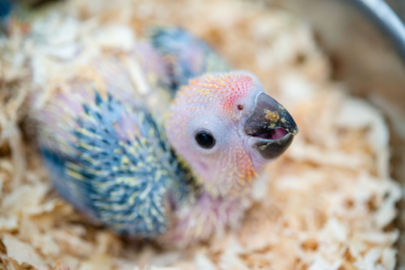 Baby macaw in the nest